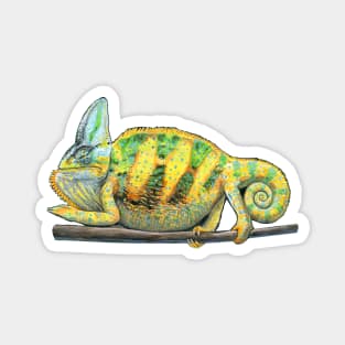 Veiled Chameleon Magnet