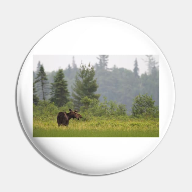 Grassy marsh moose - Algonquin Park, Canada Pin by Jim Cumming