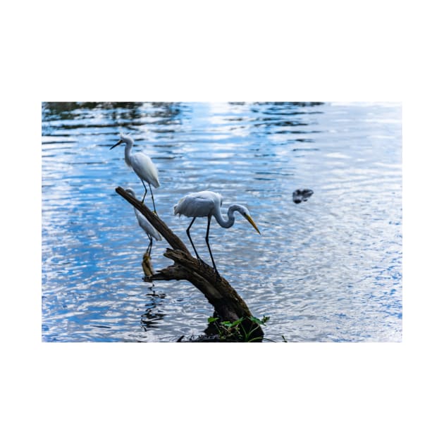 Great white egret and a Snowy egret by KensLensDesigns