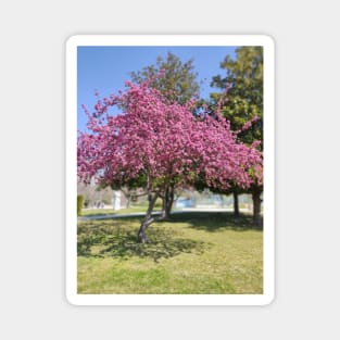 Cherry Blossom Spring Magnet