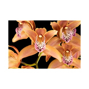 Orchids Cymbidium Tiger Hunt India Gold Orange Pink T-Shirt