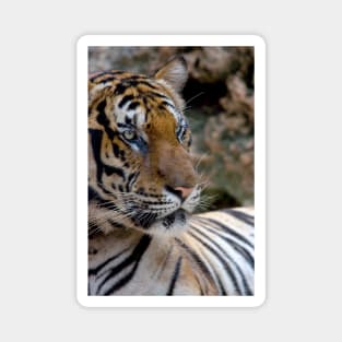 Bengal tiger close-up Magnet