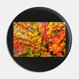 Orange red yellow green Berberis leaves background Pin