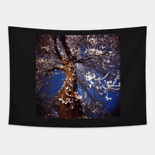 Lomography film photo of a frosty tree against a clear blue sky. Tapestry