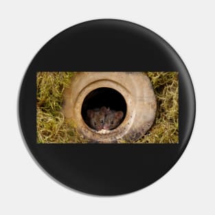 two wild mice in a log pile house Pin