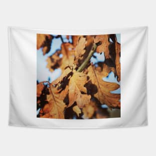 Autumn oak leaves Tapestry