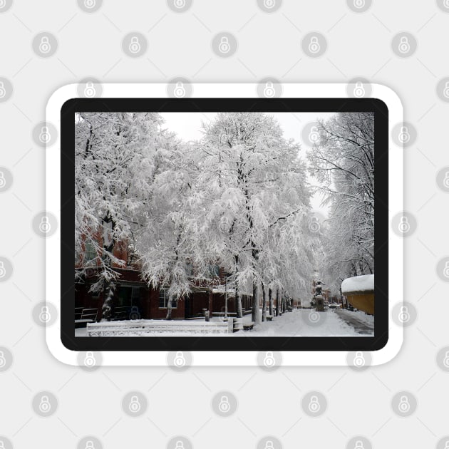 Paul Revere Mall Trees covered in Winter Snow Magnet by H. R. Sinclair