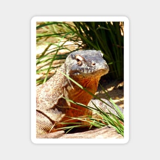 Komodo Dragon Magnet