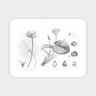 Egyptian lotus and White Egyptian lotus - Botanical Illustration Magnet