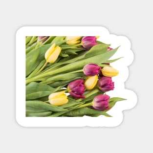 TULIPS Magnet