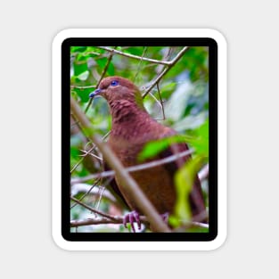 The Brown Cuckoo Dove Magnet