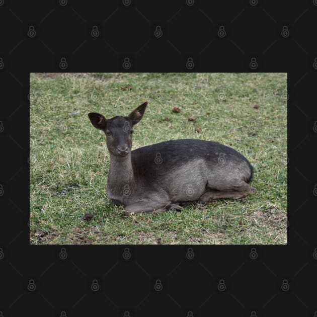 Fallow Deer by MarieDarcy