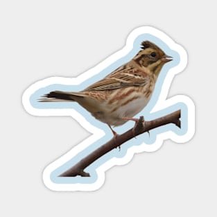 Rustic Bunting Bird Vector Isolated Magnet