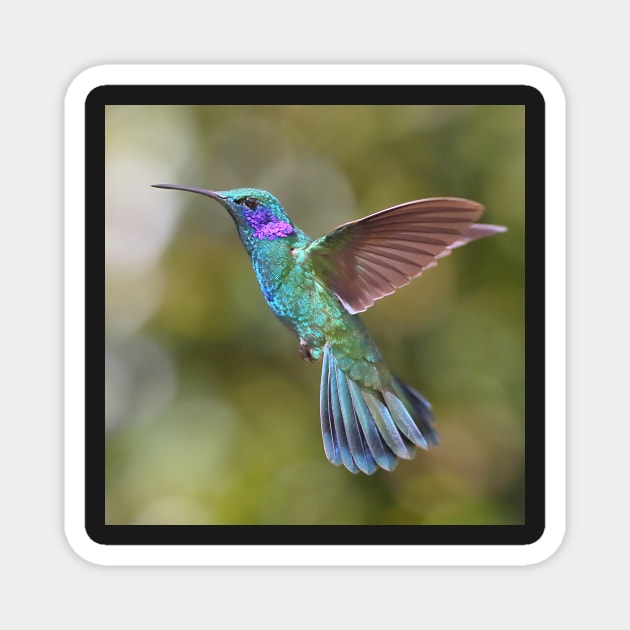 Green Violetear Hummingbird Magnet by Carole-Anne