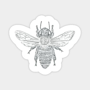 Vintage insect sketch style illustration honeybee Magnet