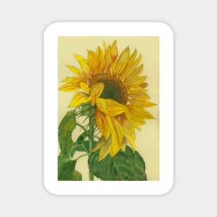 Sunflower watercolour painting Magnet