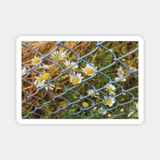 Imprisoned Daisies Magnet