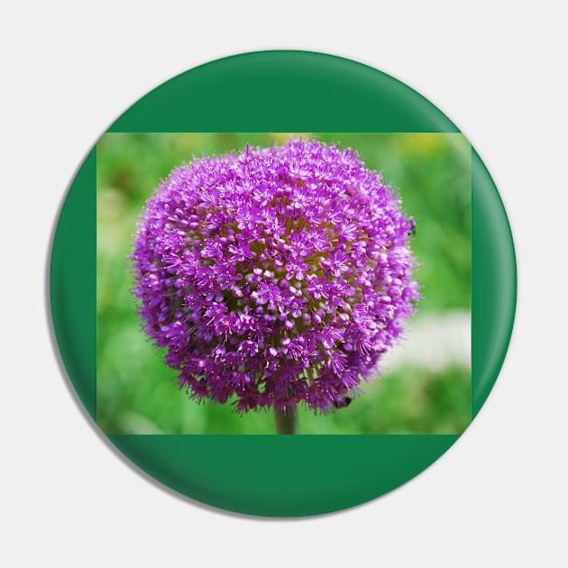 Allium Giganteum Pin by jojobob