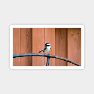 Black-capped Chickadee Standing On A Wheel Magnet