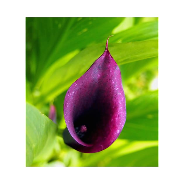 Deep Plum Purple Calla Lilly Flower in the Garden by Scubagirlamy