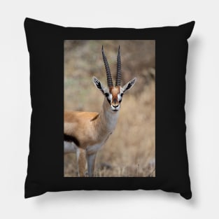 Thomson's Gazelle, Serengeti, Tanzania. Pillow