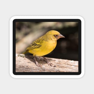 Vitelline Masked Weaver Magnet