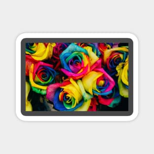 Colorful roses Magnet