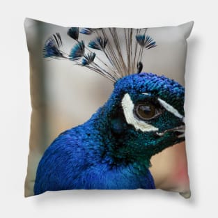 Peacock Pillow