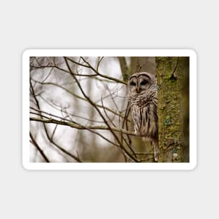 Barred Owl - Presqu'ile Park Magnet