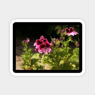 Regal pelargonium Magnet