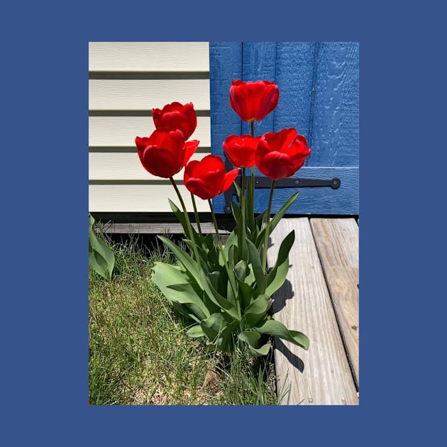 Red Tulips in front of a Blue Door by Amanda1775