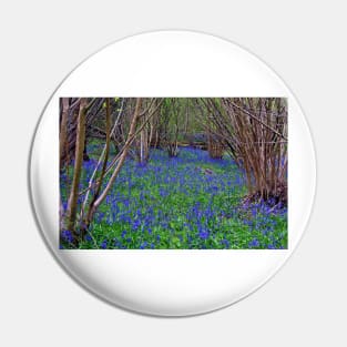 Bluebell Woods Bluebells Basildon Park Reading Berkshire Pin