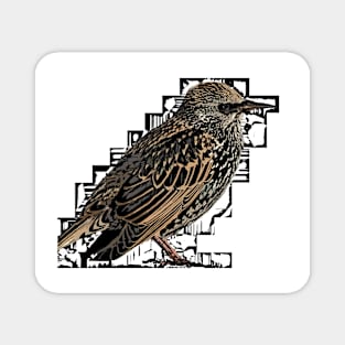 Norfolk sparrow Magnet