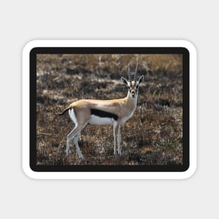 Thomson's Gazelles, Serengeti, Tanzania. Magnet