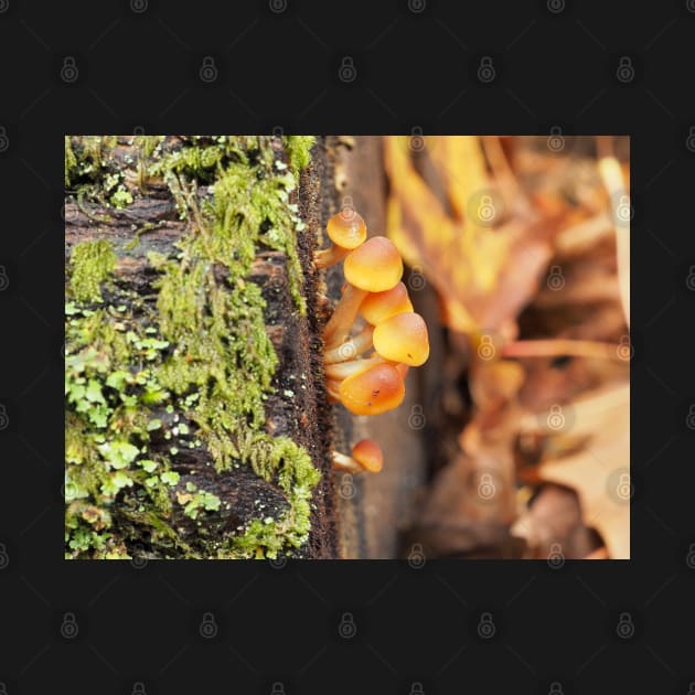 Very young sulphur tuft mushrooms by SDym Photography