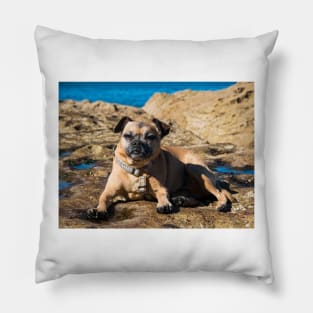 Pug cross jack russell dog sitting on rocks at umina beach on nsw central coast Pillow