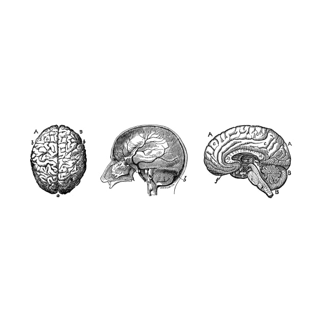 Brain Diagram - Three Views - Vintage Anatomy by Vintage Anatomy Prints