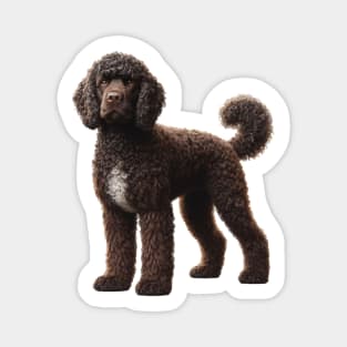 American Water Spaniel Magnet