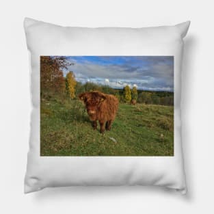 Scottish Highland Cattle Calf 1561 Pillow