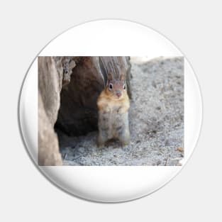 Golden-mantled ground squirrel Pin