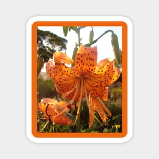 Tiger Lily Orange Magnet