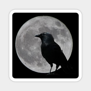 Night Bird Magnet