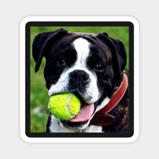 Dog Fetch Ball Magnet