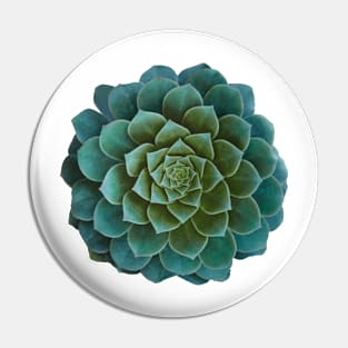 Succulent plant Pin