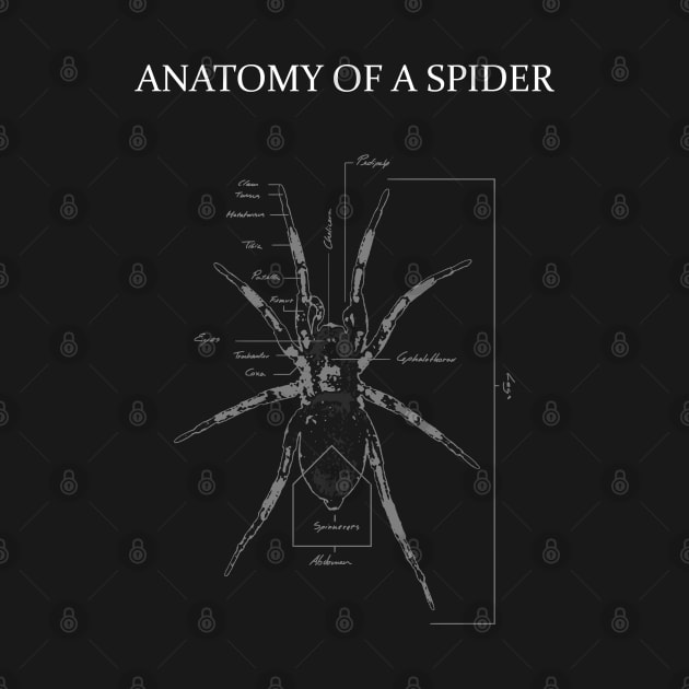 Spider Anatomy Diagram by Dracos Graphics