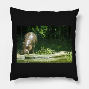 Pygmy Hippo Pillow