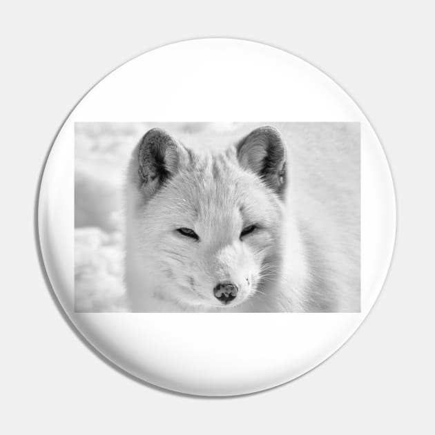 Arctic Fox Pin by Eunice1