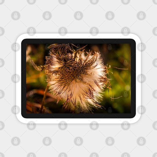 Fall Thistle Magnet by Robert Alsop