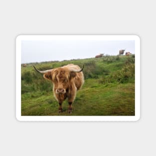 Highlands cows on Islay, Scotland Magnet