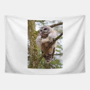 Cool Owl - Barred Owl Tapestry